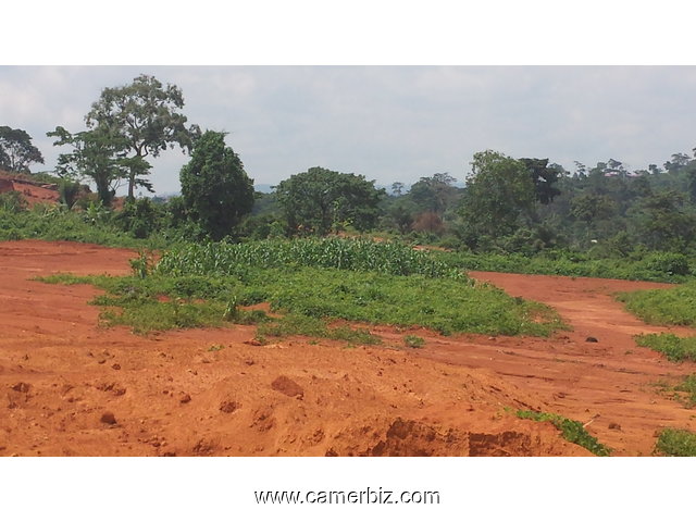 terrain a vendre a olembe derriere 500m²;1000m²;2000m²;1ha - 2920