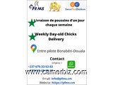 Poussins d'un jour au Cameroun - 32702