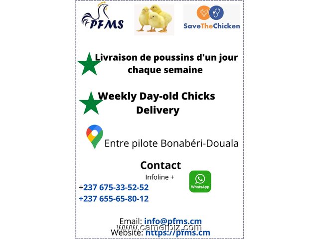 Poussins d'un jour au Cameroun - 32702