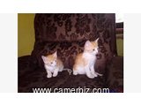 vente d'animaux de compagnie - 32723