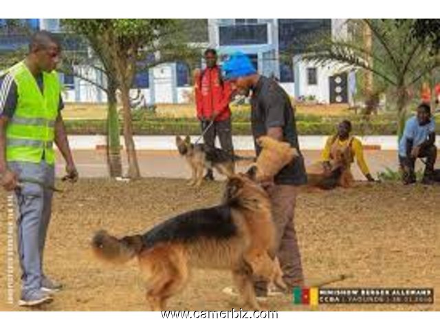 service de dressage des chiens de toutes race - 32724