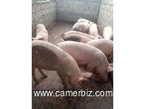 vente des porcs de cérémonie et porcelets de race