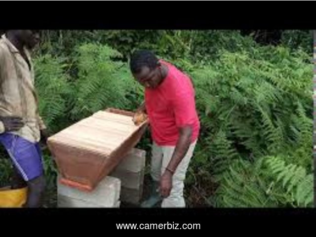 production du miel naturel au cameroun - 33225