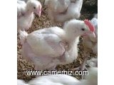 vente des poussins de 21 jours yaoundé