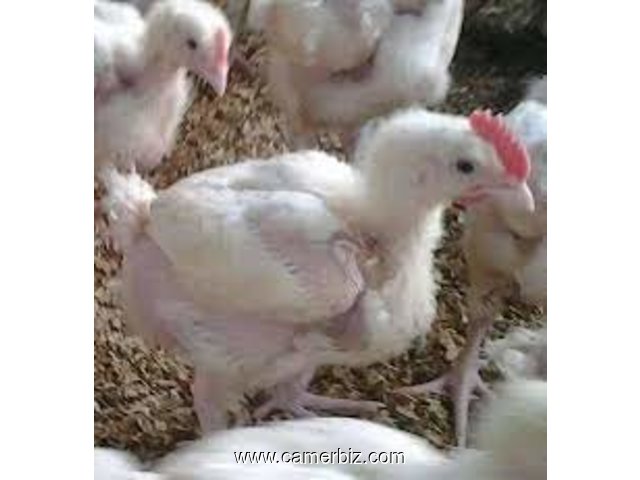 vente des poussins de 21 jours yaoundé - 33249