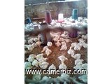 vente des poussins de 21 jours yaoundé - 33249