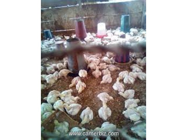 vente des poussins de 21 jours yaoundé - 33249