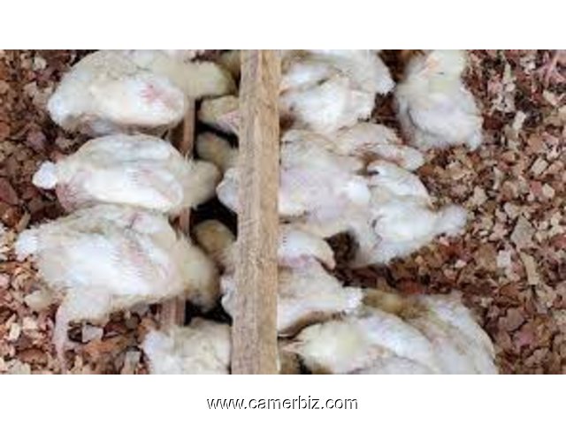 vente des poussins de 21 jours yaoundé - 33249