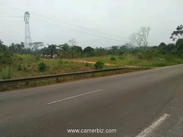 Terrain agricole bordure de route de 500 hectares non titré à louer à Makondo dans la Sanaga-Maritim - 33488