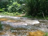 Terrain agricole bordure de route de 500 hectares non titré à louer à Makondo dans la Sanaga-Maritim - 33488