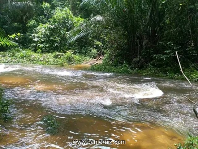 Terrain agricole bordure de route de 500 hectares non titré à louer à Makondo dans la Sanaga-Maritim - 33488