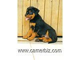 Adorables chiots rottweiler à vendre. payer à la livraison. Race 