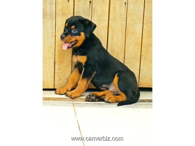 Adorables chiots rottweiler à vendre. payer à la livraison. Race  - 33861