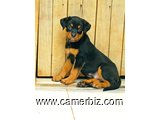 Adorables chiots rottweiler à vendre. payer à la livraison. Race  - 33861