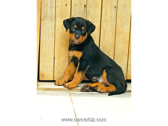 Adorables chiots rottweiler à vendre. payer à la livraison. Race  - 33861