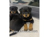 Adorables chiots rottweiler à vendre. payer à la livraison. Race  - 33861