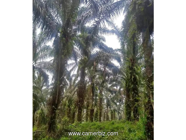 Location de 5 hectares de terrain palmeraies et 3 hectares de terrain cacaoyers à louer  - 34147