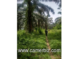 Location de 5 hectares de terrain palmeraies et 3 hectares de terrain cacaoyers à louer  - 34147