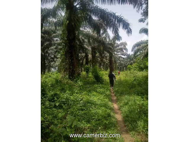 Location de 5 hectares de terrain palmeraies et 3 hectares de terrain cacaoyers à louer  - 34147