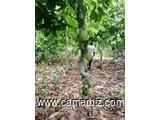 Location de 5 hectares de terrain palmeraies et 3 hectares de terrain cacaoyers à louer  - 34147