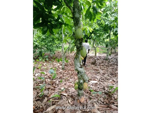 Location de 5 hectares de terrain palmeraies et 3 hectares de terrain cacaoyers à louer  - 34147