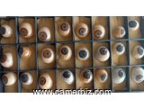 Pothèse oculaire au Cameroun - 35792