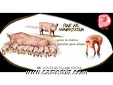 vente de porc à bon prix - 3971