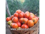 Vente de tomates en cageots, à très bon prix