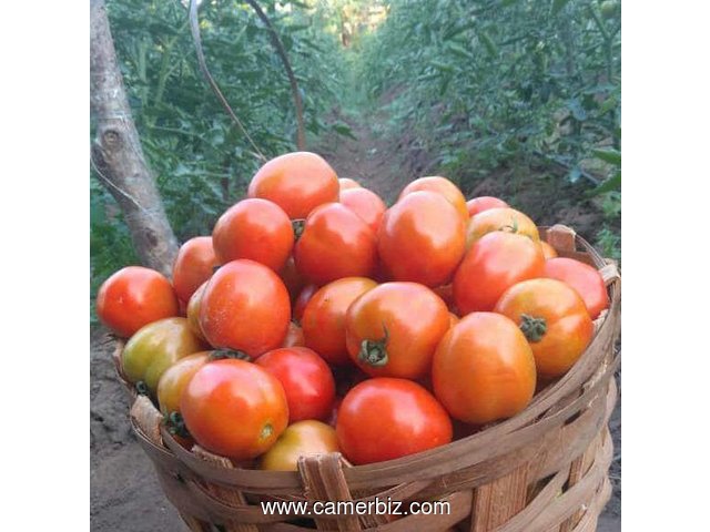 Vente de tomates en cageots, à très bon prix - 3992