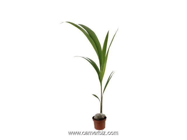plant de cocotier  - 4042