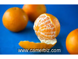 plant de mandarinier 