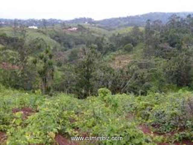 50 hectares non titrés à vendre EDEA(koukouè). 750000fcfa/hectare - 4249