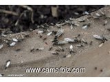 Traitement des insectes à domicile - 4490