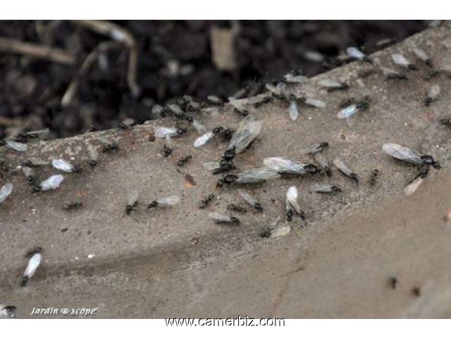 Traitement des insectes à domicile - 4490