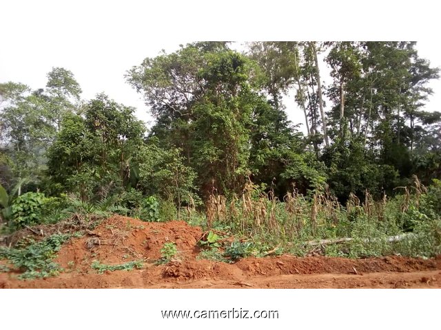 Terrain Titré 20 Ha Lycée D'AFANOYOA Ydé 3e - 4539