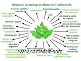 Plante moringa  - 4554