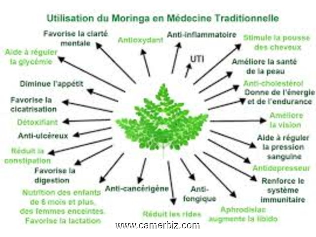 Plante moringa  - 4554