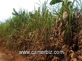 Terrain titré à vendre à NKOl-NKOUMOU PK2 à 12 000 FCFA le m². - 4602