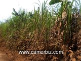 Terrain titré à vendre à NKOl-NKOUMOU PK2 à 12 000 FCFA le m². - 4602