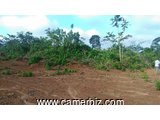 Terrain titré et loti à vendre à NGOUM à 6000 FCFA le m². - 4603