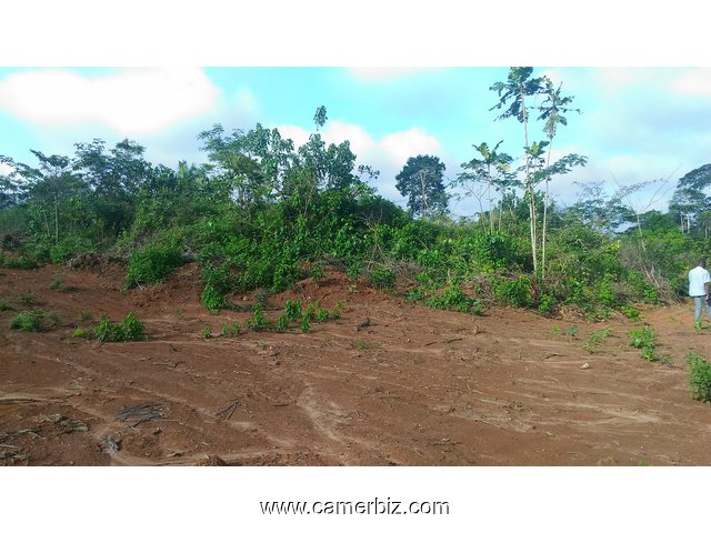 Terrain titré et loti à vendre à NGOUM à 6000 FCFA le m². - 4603