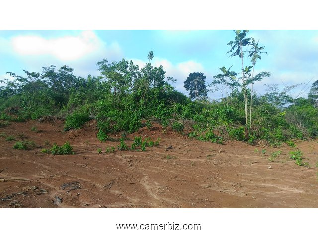 Terrain titré et loti à vendre à NGOUM à 6000 FCFA le m². - 4603