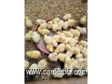 Formation en élevage de poulets de chair - 4711
