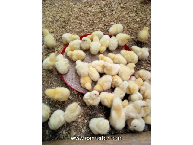Formation en élevage de poulets de chair - 4711