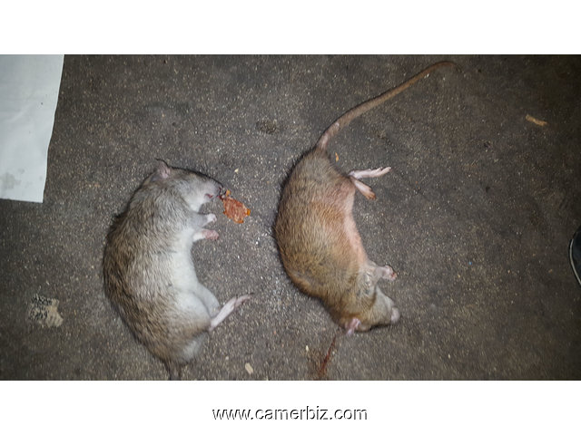Traitement contre les rongeurs : les souris et rats - 5081