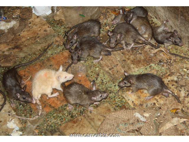 Traitement contre les rongeurs : les souris et rats - 5081