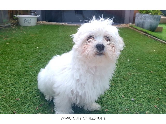 Maltese Puppy (BILLY) - 5423