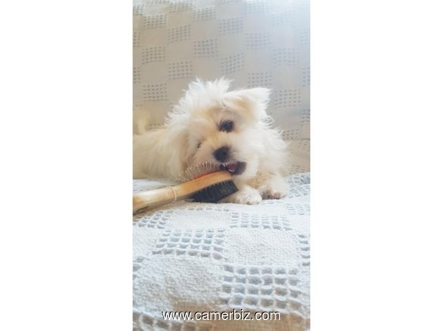 Maltese Puppy (BILLY) - 5423