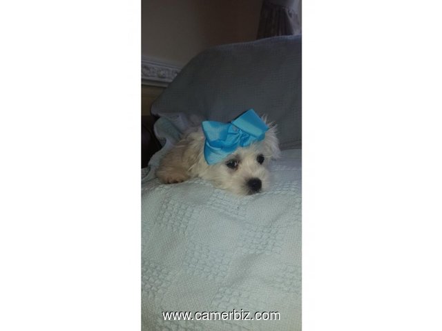 Maltese Puppy (BILLY) - 5423