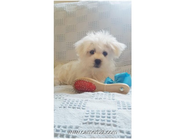 Maltese Puppy (BILLY) - 5423